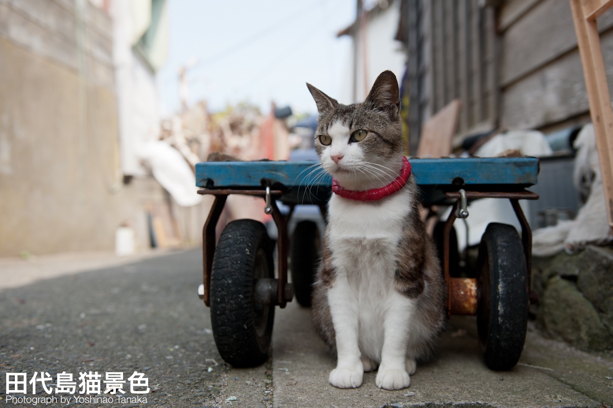 photo by Cats in Town Blog