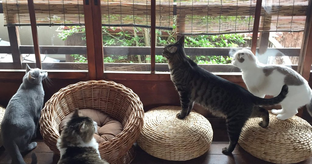 京町家猫カフェ キャットアパートメントコーヒー｜猫カフェ大辞典