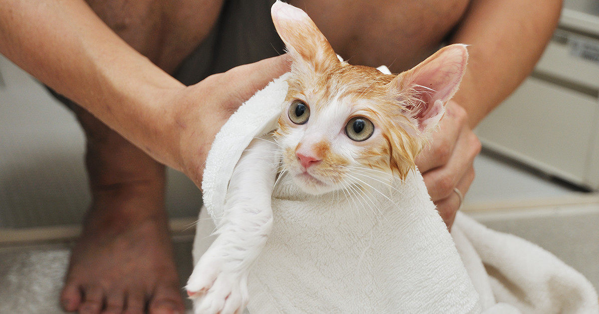 ネコをお風呂に入れるとき知っておくべきコツ