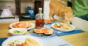猫と食事