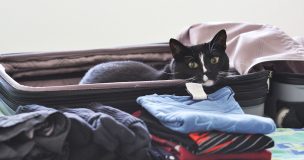 猫とスーツケース