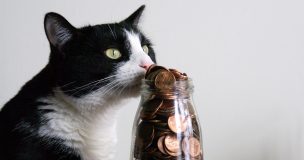 猫と一緒に暮らすのに必要な費用はどれぐらい？